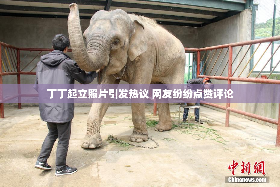 丁丁起立照片引发热议 网友纷纷点赞评论