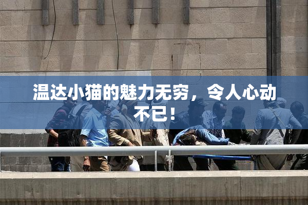 温达小猫的魅力无穷，令人心动不已！