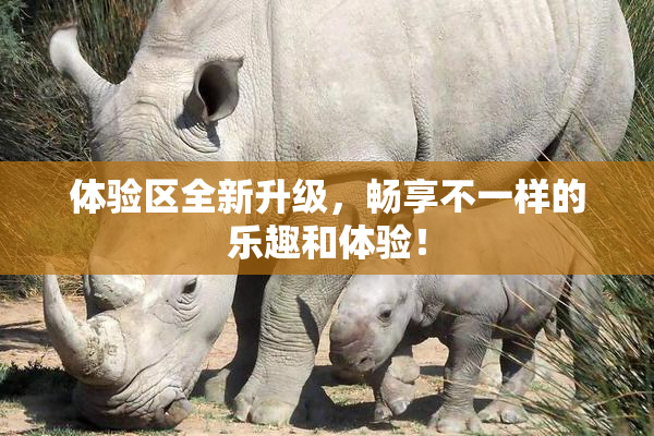 体验区全新升级，畅享不一样的乐趣和体验！