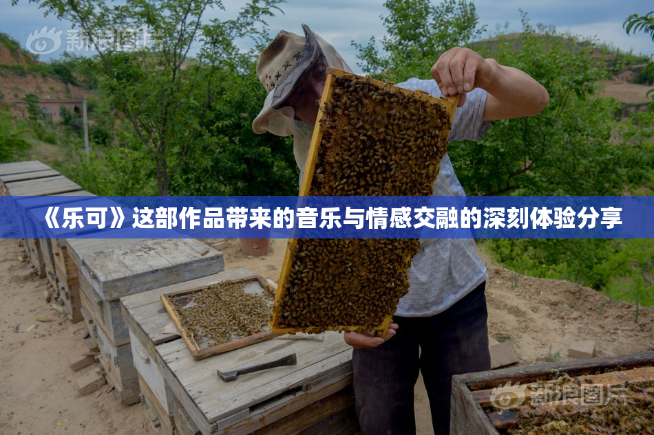 《乐可》这部作品带来的音乐与情感交融的深刻体验分享