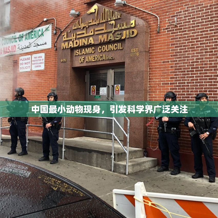 中国最小动物现身，引发科学界广泛关注