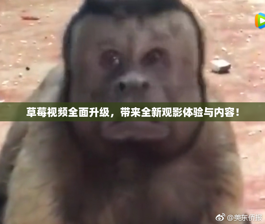草莓视频全面升级，带来全新观影体验与内容！