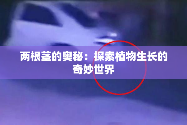 两根茎的奥秘：探索植物生长的奇妙世界