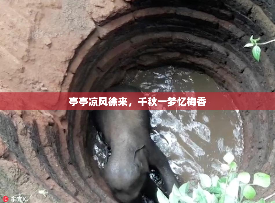 亭亭凉风徐来，千秋一梦忆梅香