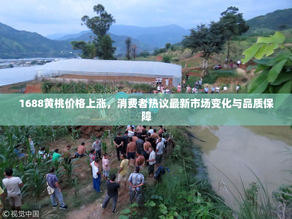 1688黄桃价格上涨，消费者热议最新市场变化与品质保障