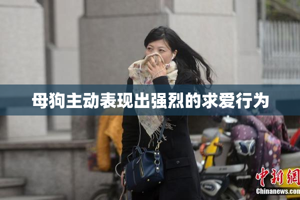 母狗主动表现出强烈的求爱行为