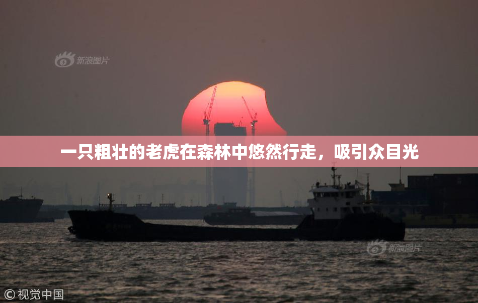 一只粗壮的老虎在森林中悠然行走，吸引众目光