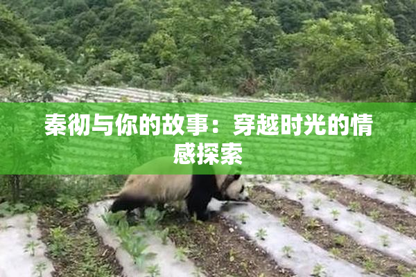 秦彻与你的故事：穿越时光的情感探索