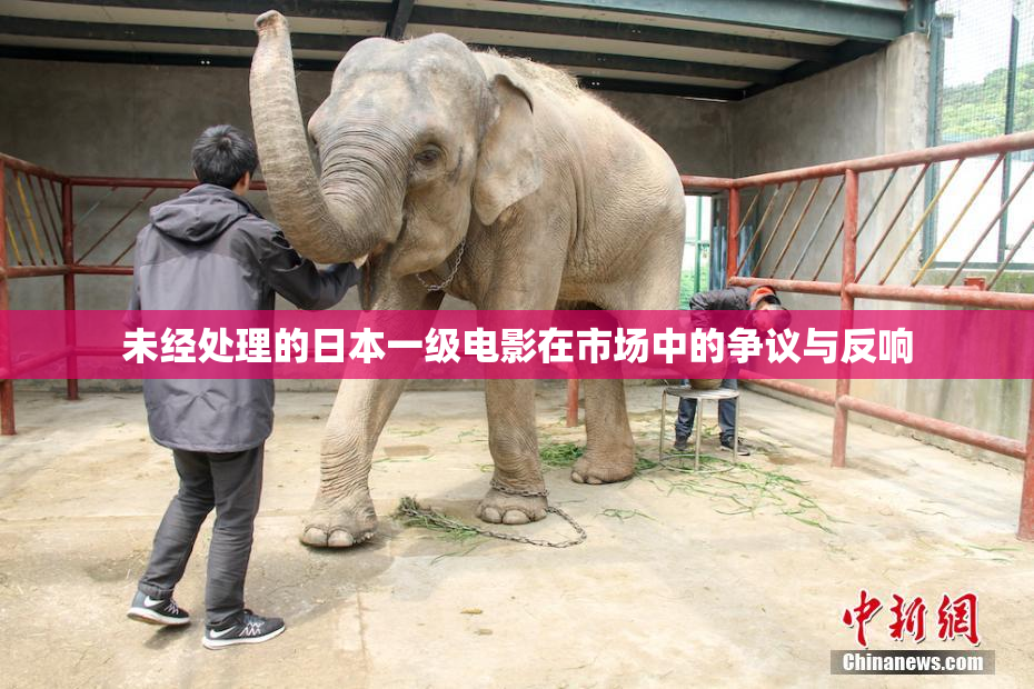 未经处理的日本一级电影在市场中的争议与反响
