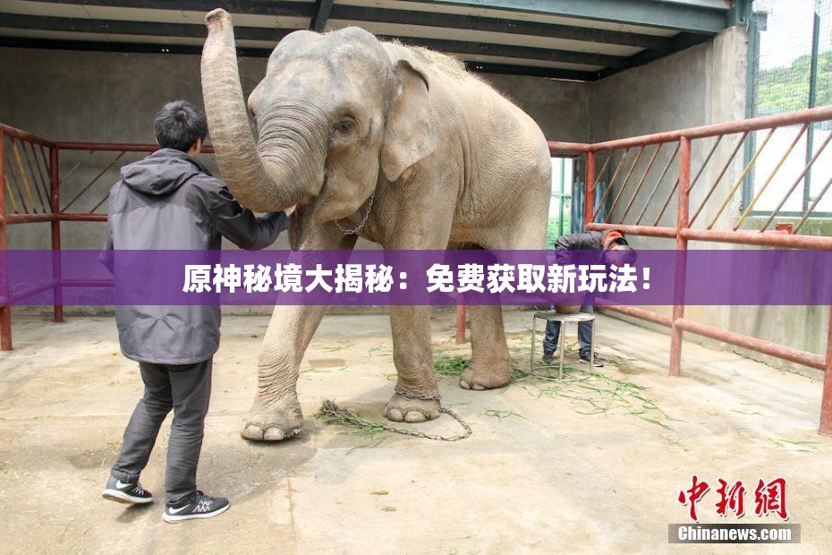 原神秘境大揭秘：免费获取新玩法！