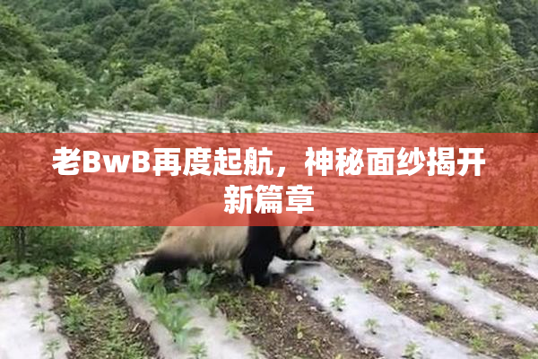 老BwB再度起航，神秘面纱揭开新篇章