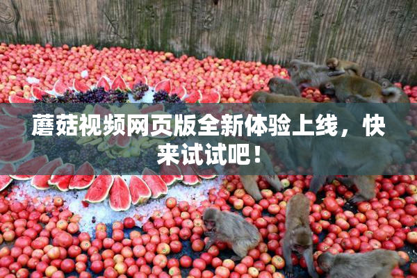 蘑菇视频网页版全新体验上线，快来试试吧！