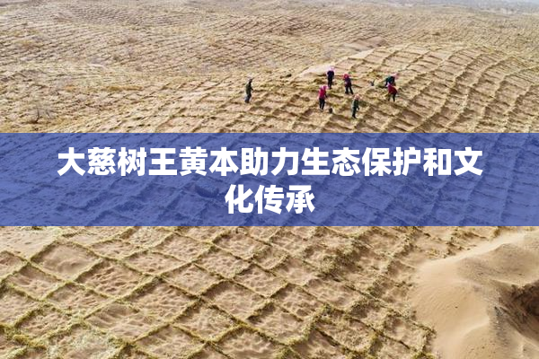 大慈树王黄本助力生态保护和文化传承