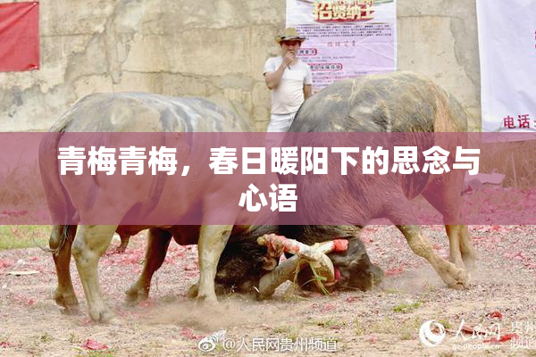 青梅青梅，春日暖阳下的思念与心语