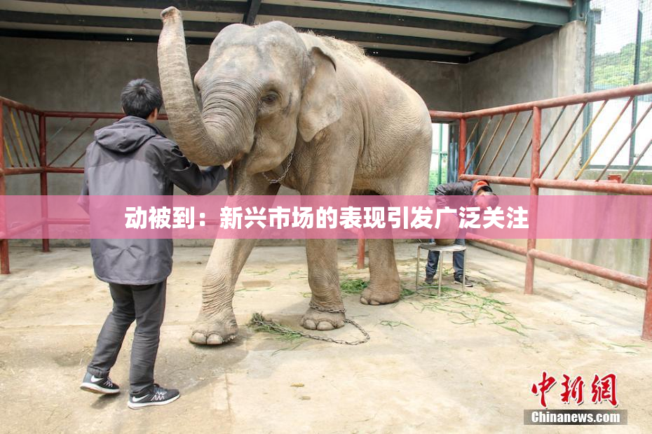 动被到：新兴市场的表现引发广泛关注