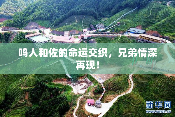 鸣人和佐的命运交织，兄弟情深再现！