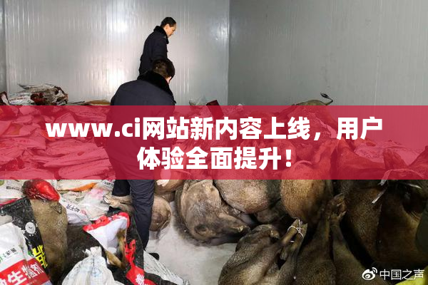 www.ci网站新内容上线，用户体验全面提升！
