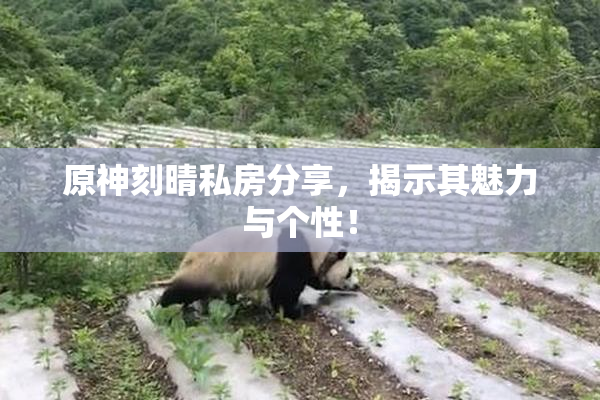 原神刻晴私房分享，揭示其魅力与个性！