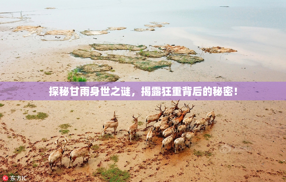 探秘甘雨身世之谜，揭露狂重背后的秘密！