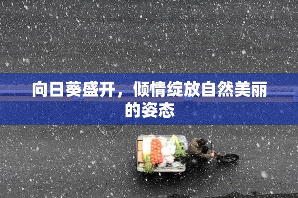向日葵盛开，倾情绽放自然美丽的姿态