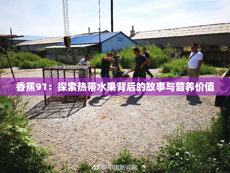香蕉91：探索热带水果背后的故事与营养价值