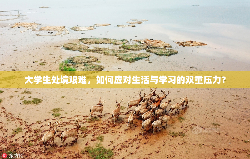 大学生处境艰难，如何应对生活与学习的双重压力？