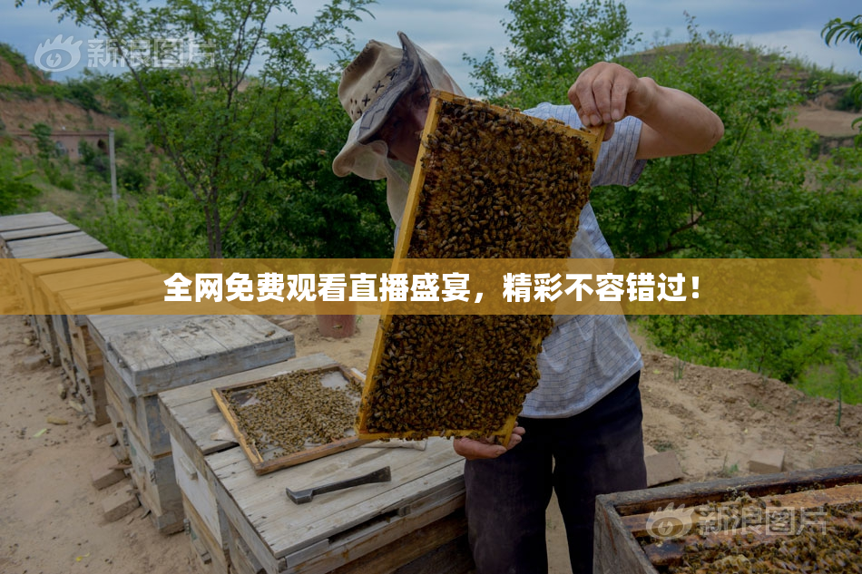 全网免费观看直播盛宴，精彩不容错过！