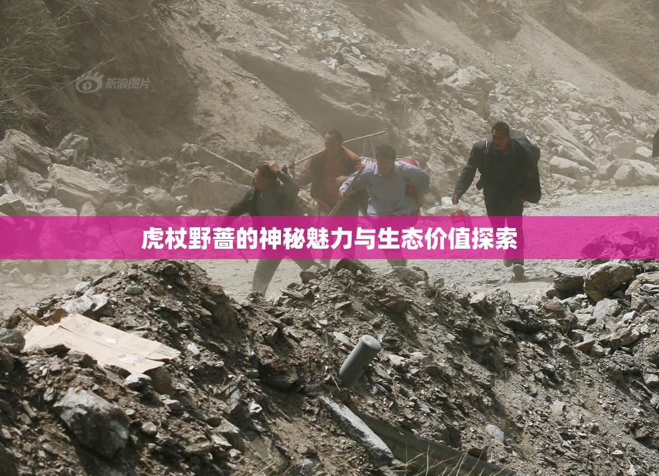 虎杖野蔷的神秘魅力与生态价值探索