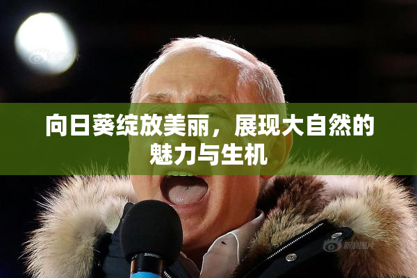 向日葵绽放美丽，展现大自然的魅力与生机