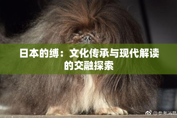 日本的缚：文化传承与现代解读的交融探索
