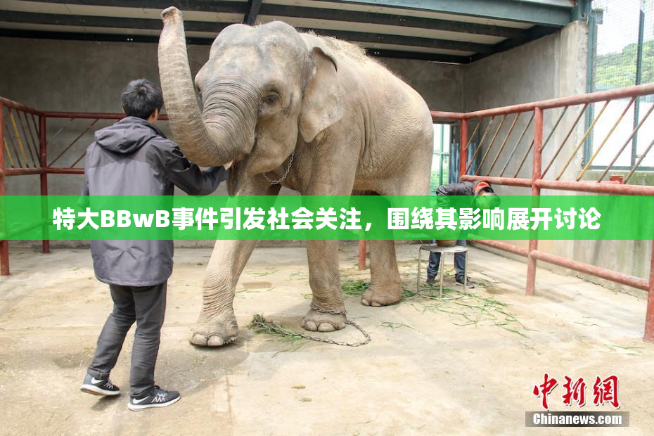特大BBwB事件引发社会关注，围绕其影响展开讨论