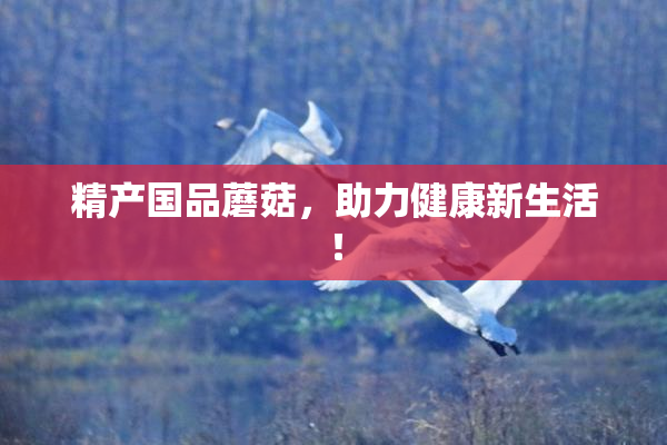 精产国品蘑菇，助力健康新生活！