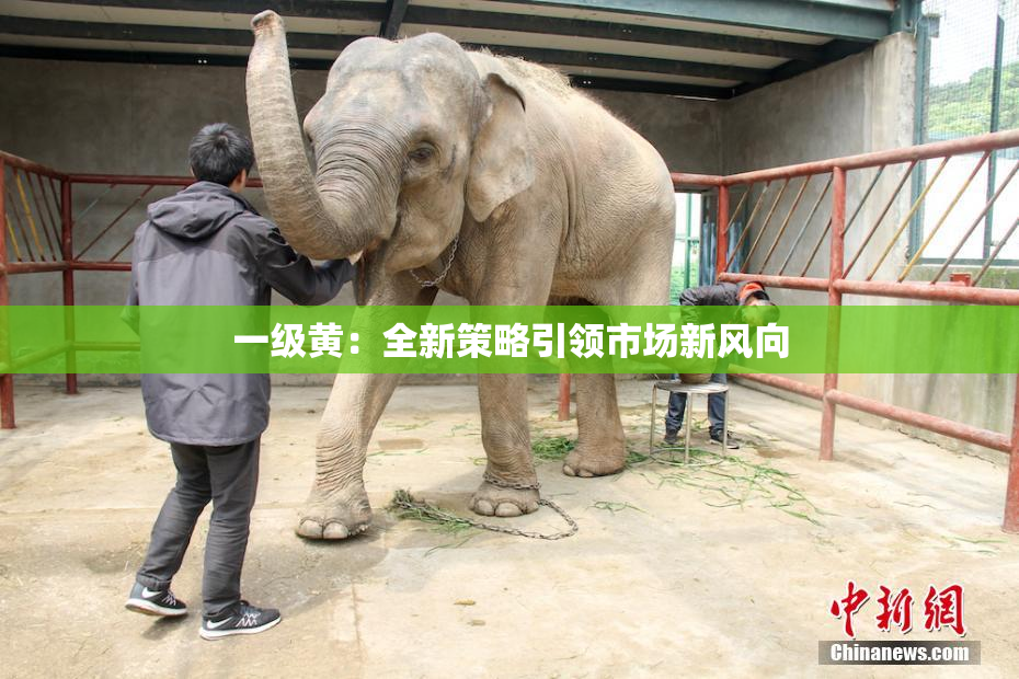 一级黄：全新策略引领市场新风向