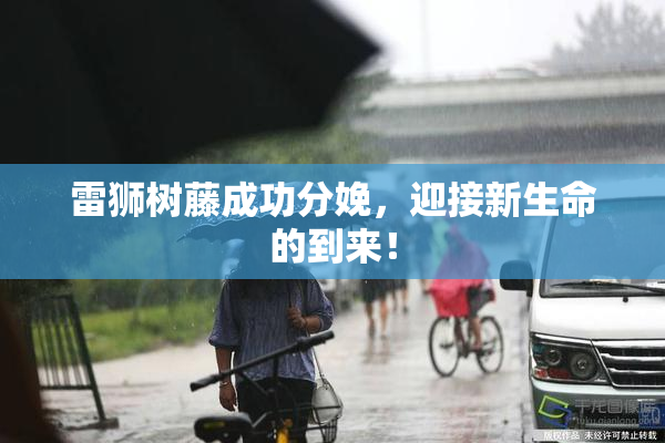雷狮树藤成功分娩，迎接新生命的到来！