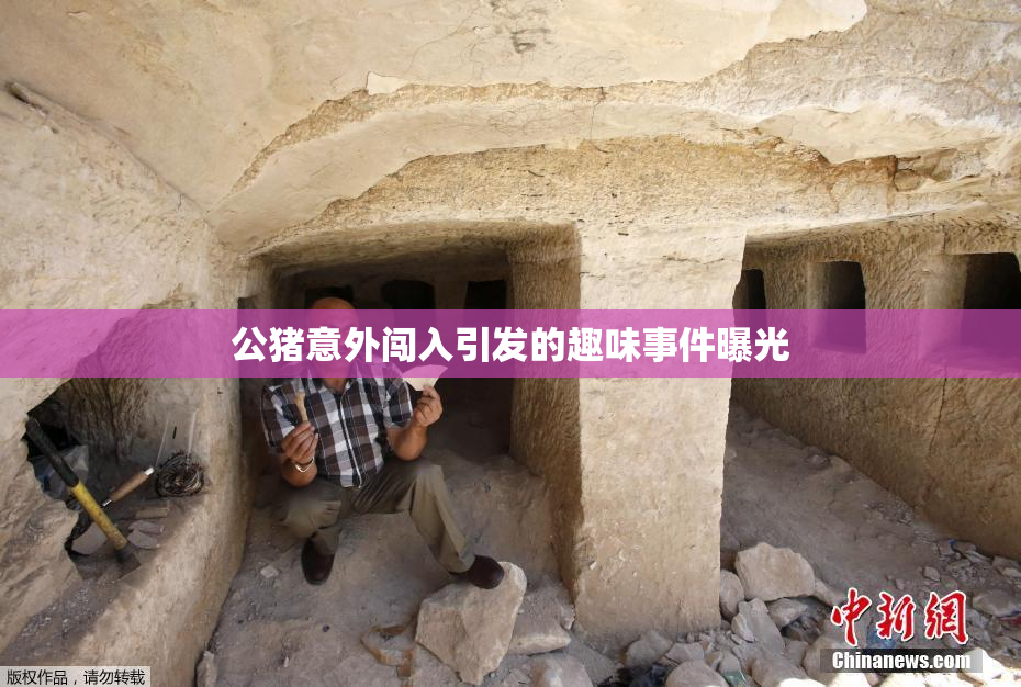 公猪意外闯入引发的趣味事件曝光