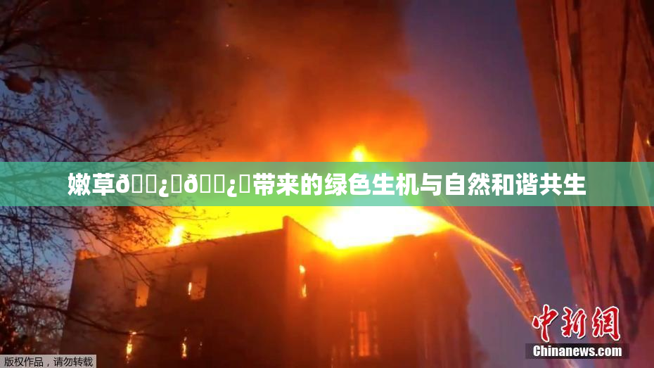嫩草🌿‌🌿‌带来的绿色生机与自然和谐共生