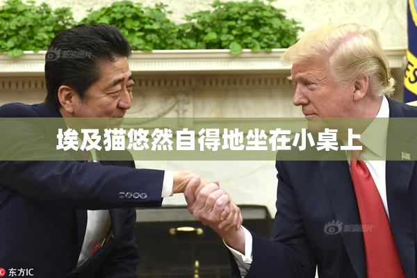 埃及猫悠然自得地坐在小桌上
