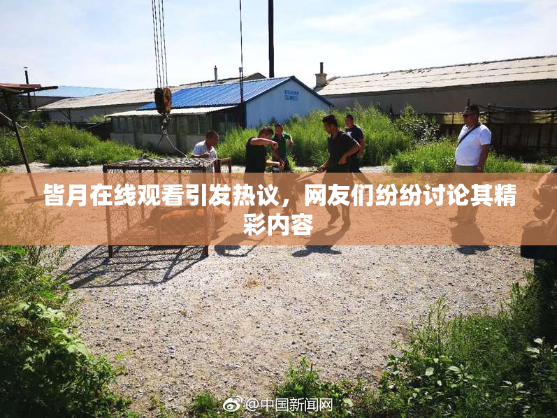 皆月在线观看引发热议，网友们纷纷讨论其精彩内容