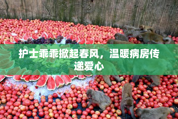 护士乖乖掀起春风，温暖病房传递爱心