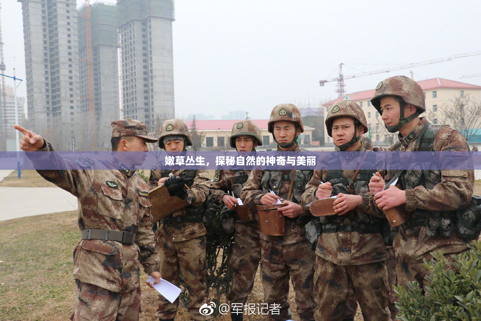 嫩草丛生，探秘自然的神奇与美丽