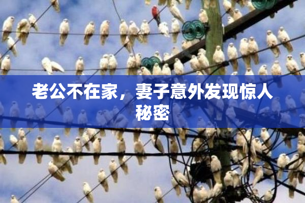 老公不在家，妻子意外发现惊人秘密