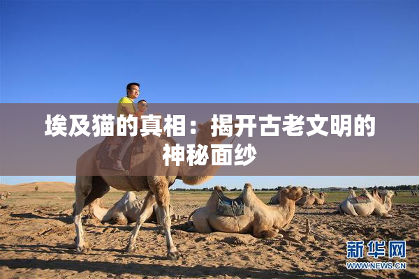 埃及猫的真相：揭开古老文明的神秘面纱