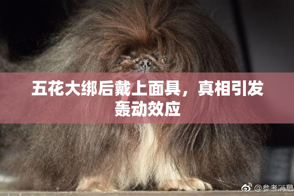 五花大绑后戴上面具，真相引发轰动效应