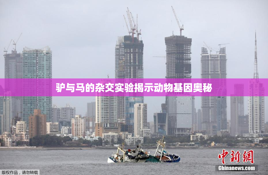驴与马的杂交实验揭示动物基因奥秘