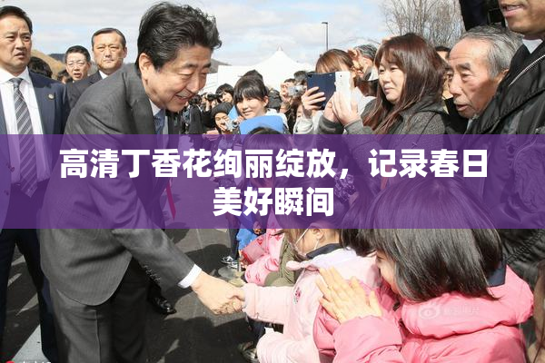 高清丁香花绚丽绽放，记录春日美好瞬间
