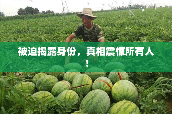被迫揭露身份，真相震惊所有人！