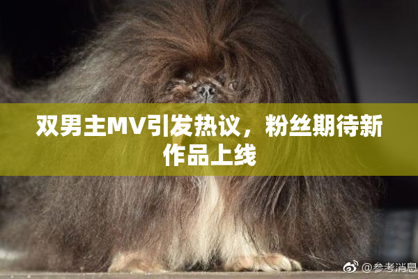 双男主MV引发热议，粉丝期待新作品上线