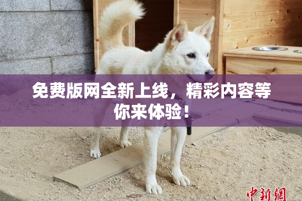 免费版网全新上线，精彩内容等你来体验！
