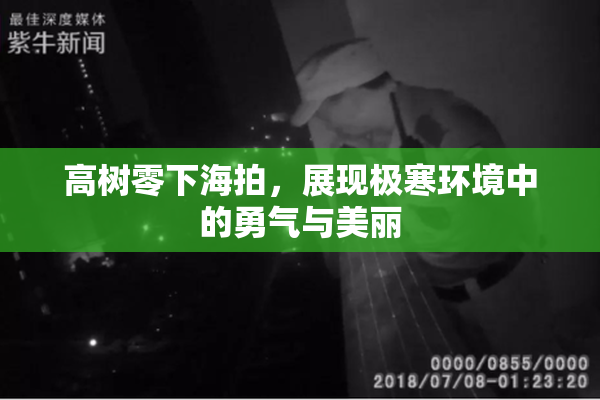 高树零下海拍，展现极寒环境中的勇气与美丽