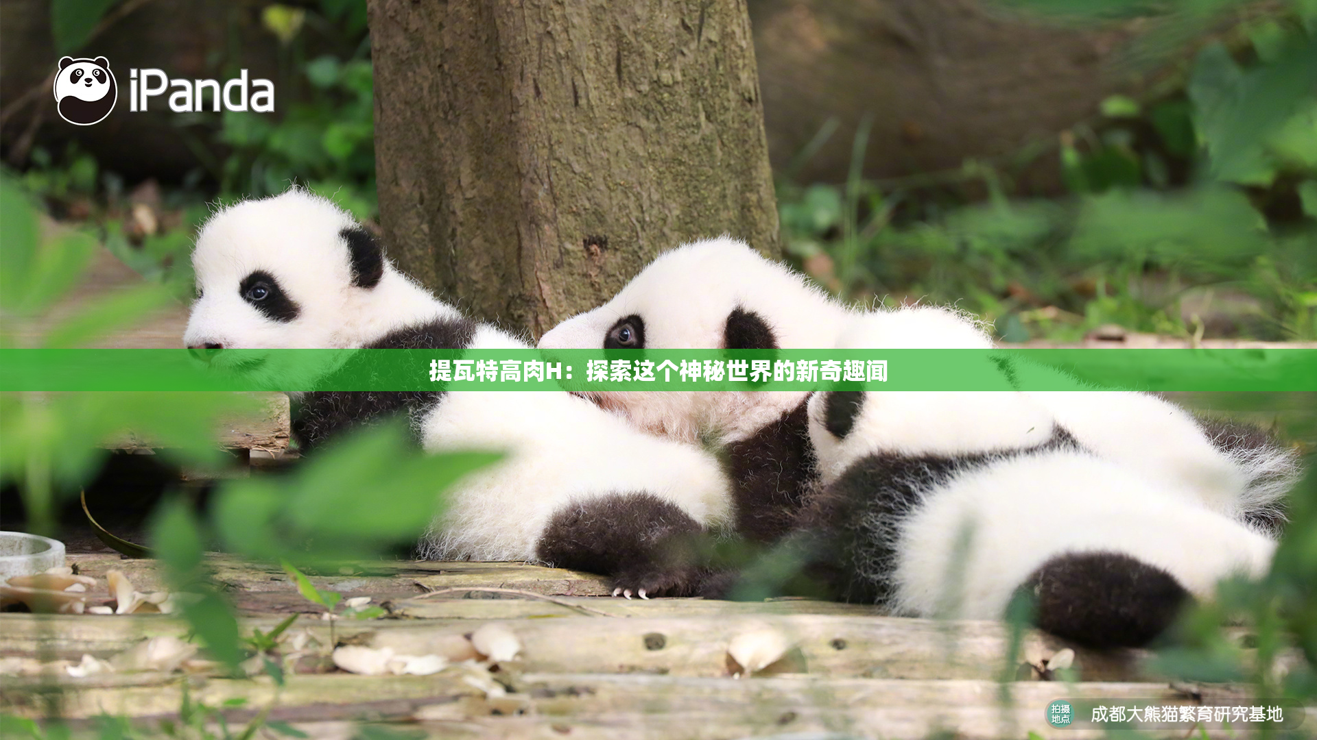 提瓦特高肉H：探索这个神秘世界的新奇趣闻